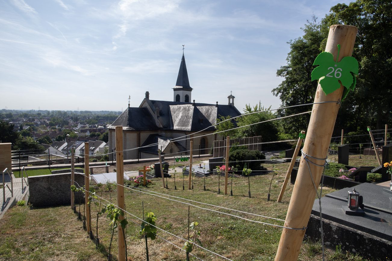 View of the Wingertsgräber graves in Laubenheim