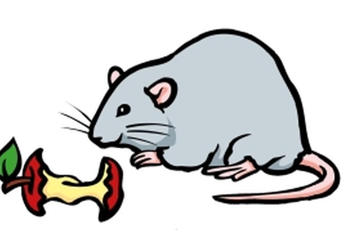 Die Zeichnung einer Ratte.