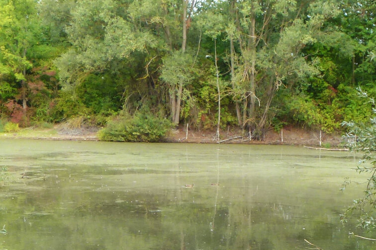 Blaualgen auf dem Regenrückhaltebecken in Hechtsheim