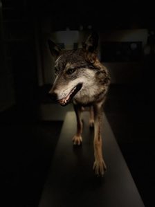 Ausstellung Wolfsland