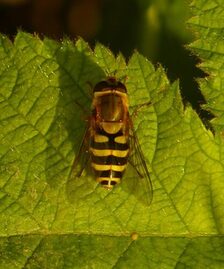 Schwebfliege Syrphus