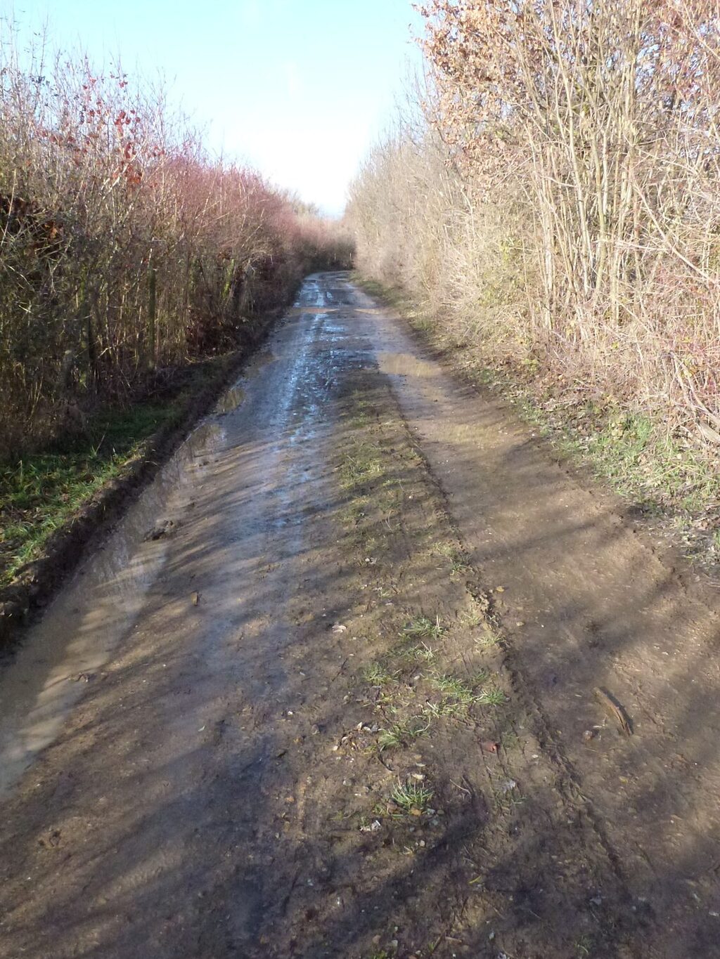 Ufer- und Auenrenaturierung Laubenheim