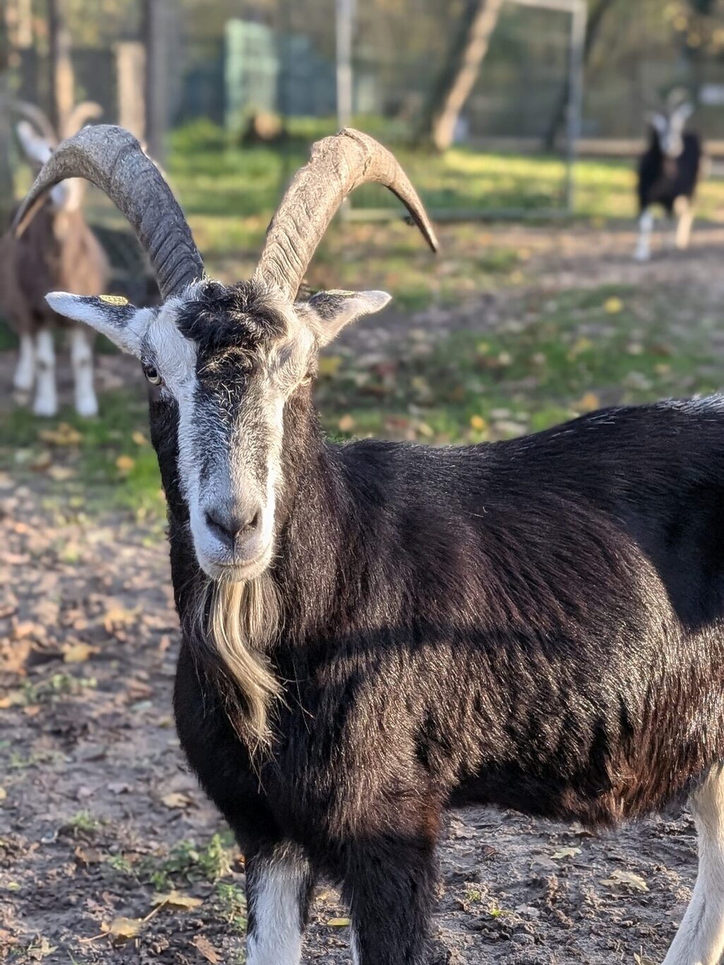 Thüringer Waldziege