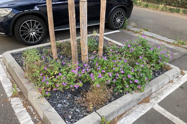 Baumscheibenbepflanzung