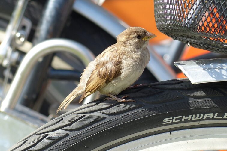 Spatz auf Fahrradreifen