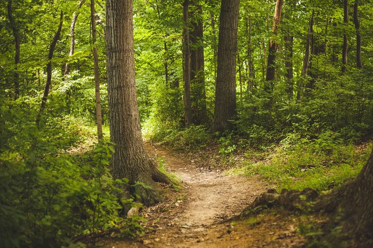 Foto di una foresta
