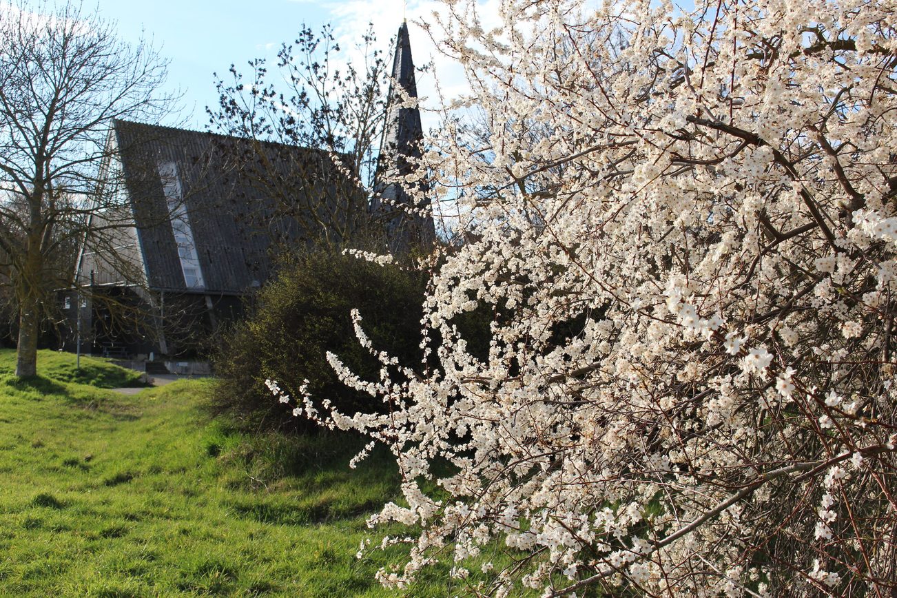 Fruit fields in Mainz-Drais