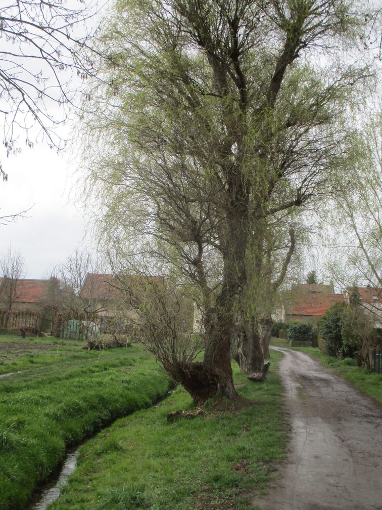 Gonsbachtal à Mayence-Gonsenheim