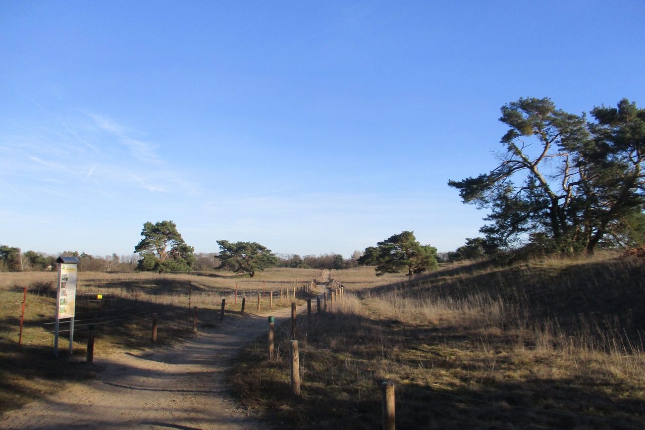 Sable de Mayence