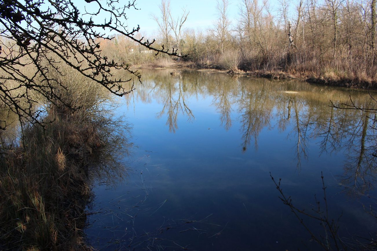 the Laubenheimer Ried