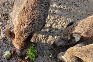 Wildschweine bei der Fütterung © Grün- und Umweltamt Mainz