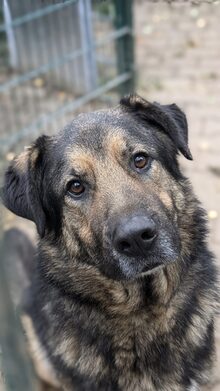 Hund Grigore hat an Silvester Angst um sein Leben.