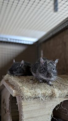 Degus